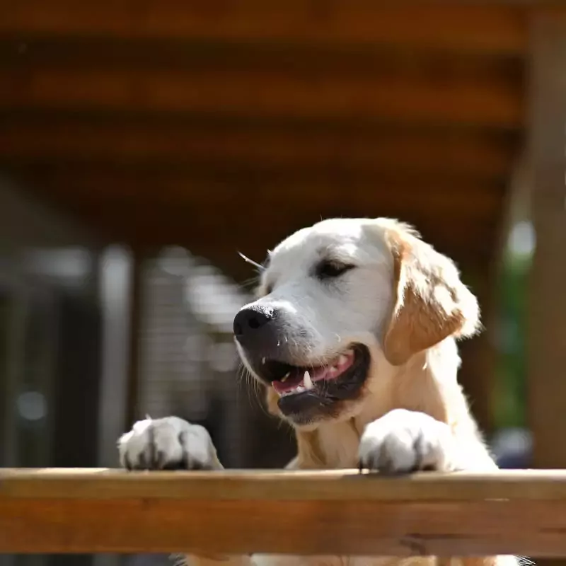 villaggio-san-francesco-dog-friendly Il Centro Vacanze Villaggio San Francesco è dog friendly
