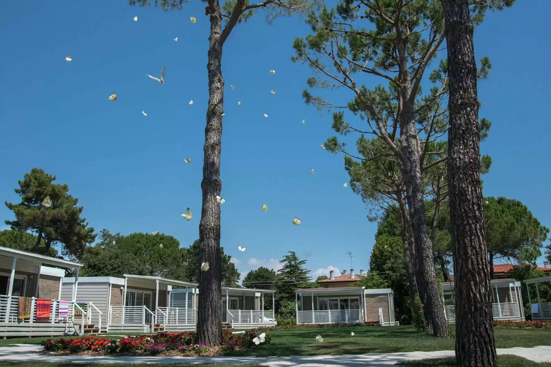 Farfalle nel giardino della Mobile home Prestige del Villaggio San Francesco di Caorle