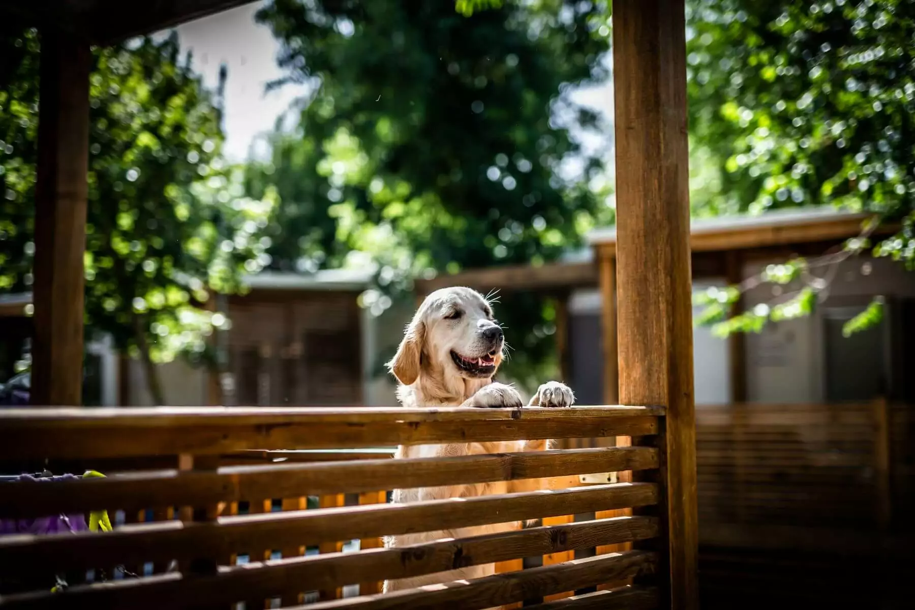 cucciolo di cane nel terrazzo della mobile home pet