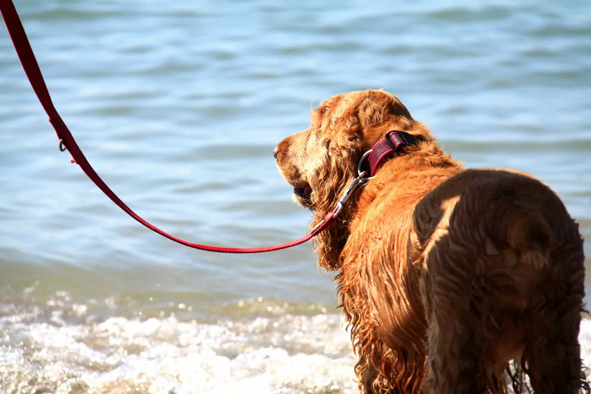 cane al mare al san francesco di caorle