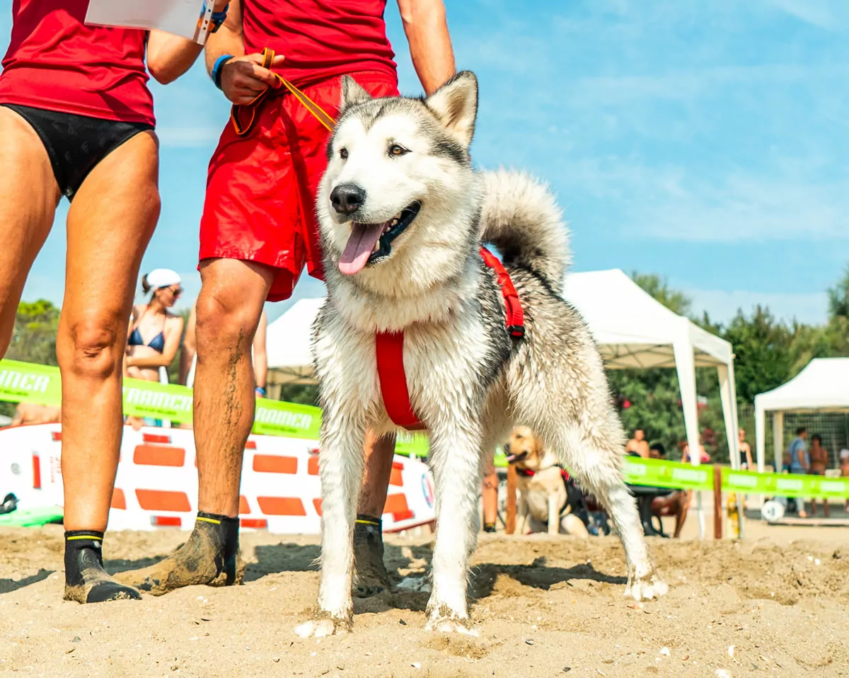 cane da salvataggio nella bidog beach