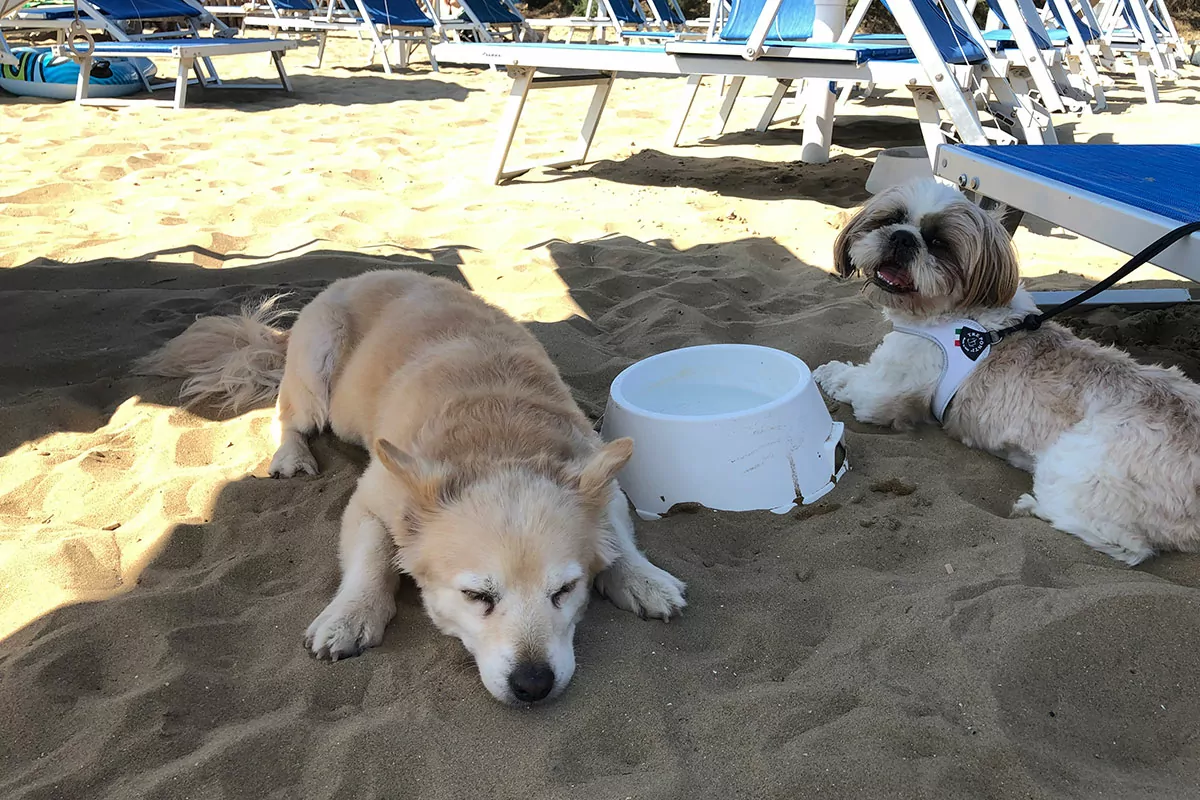 Cani alla BiDog Beach del San Francesco