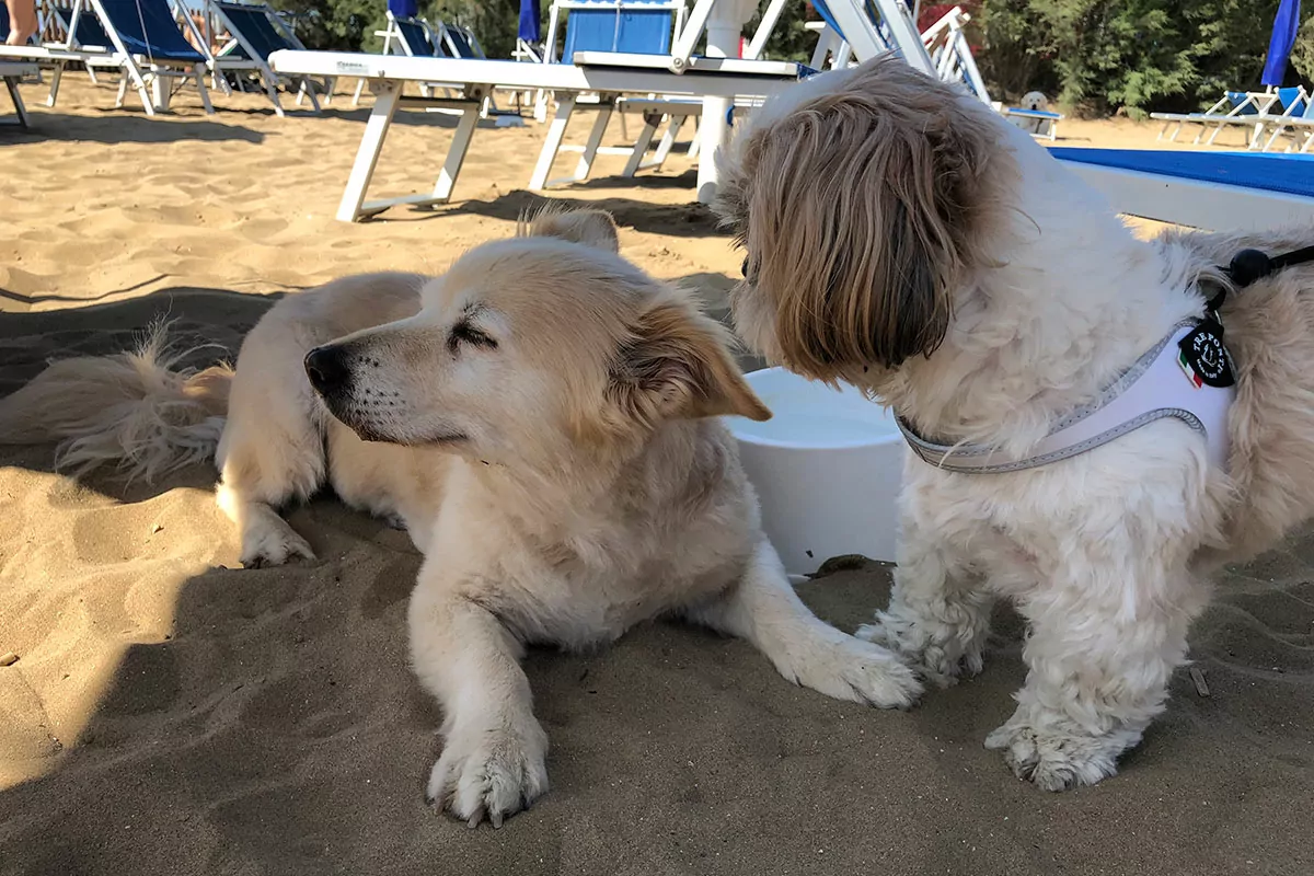 bidog beach al san francesco di caorle