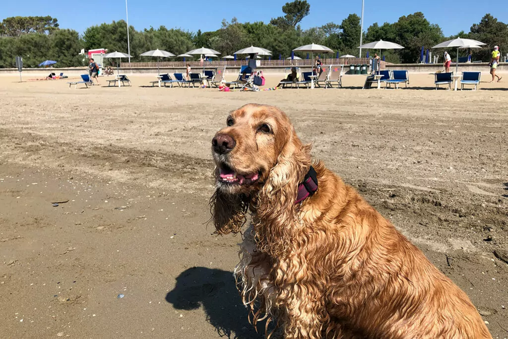 BiDog Beach al Villaggio San Francesco