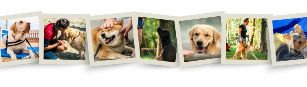 giornata-internazionale-del-cane-biholiday