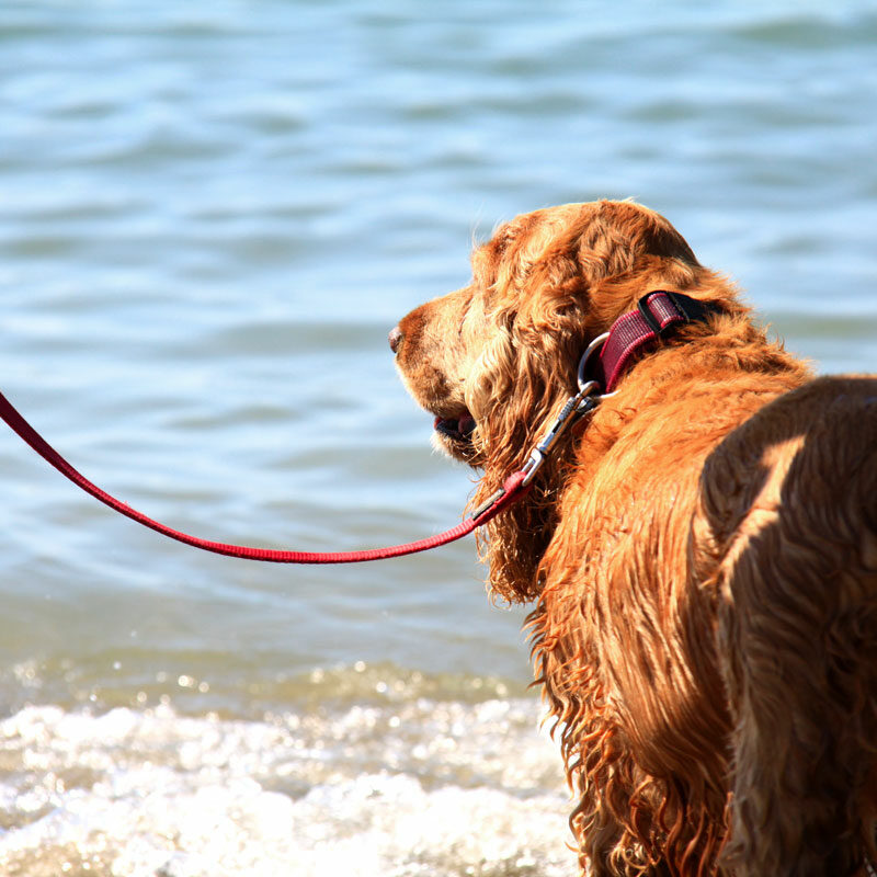 cane al mare al san francesco di caorle