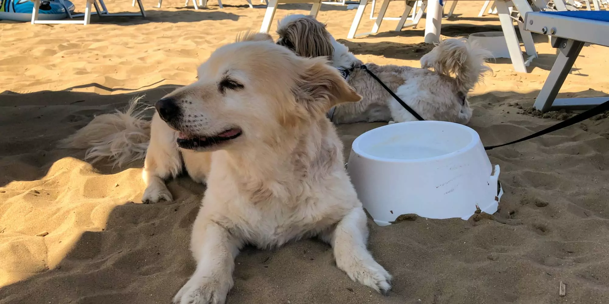 Viaggiare con il cane: 15 oggetti utili per una vacanza a 4 zampe